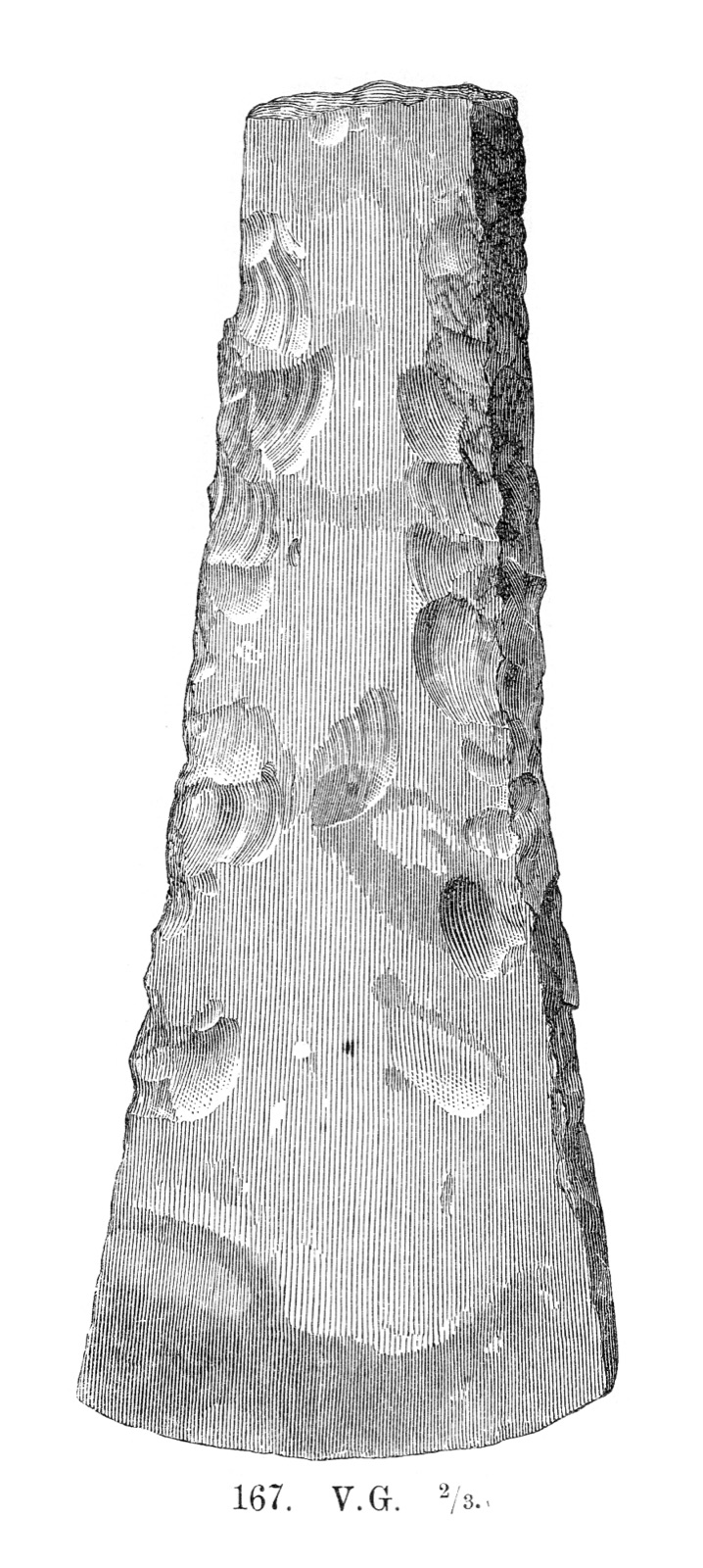 Wood engraving of a thick-butted flint axe, marked two thirds